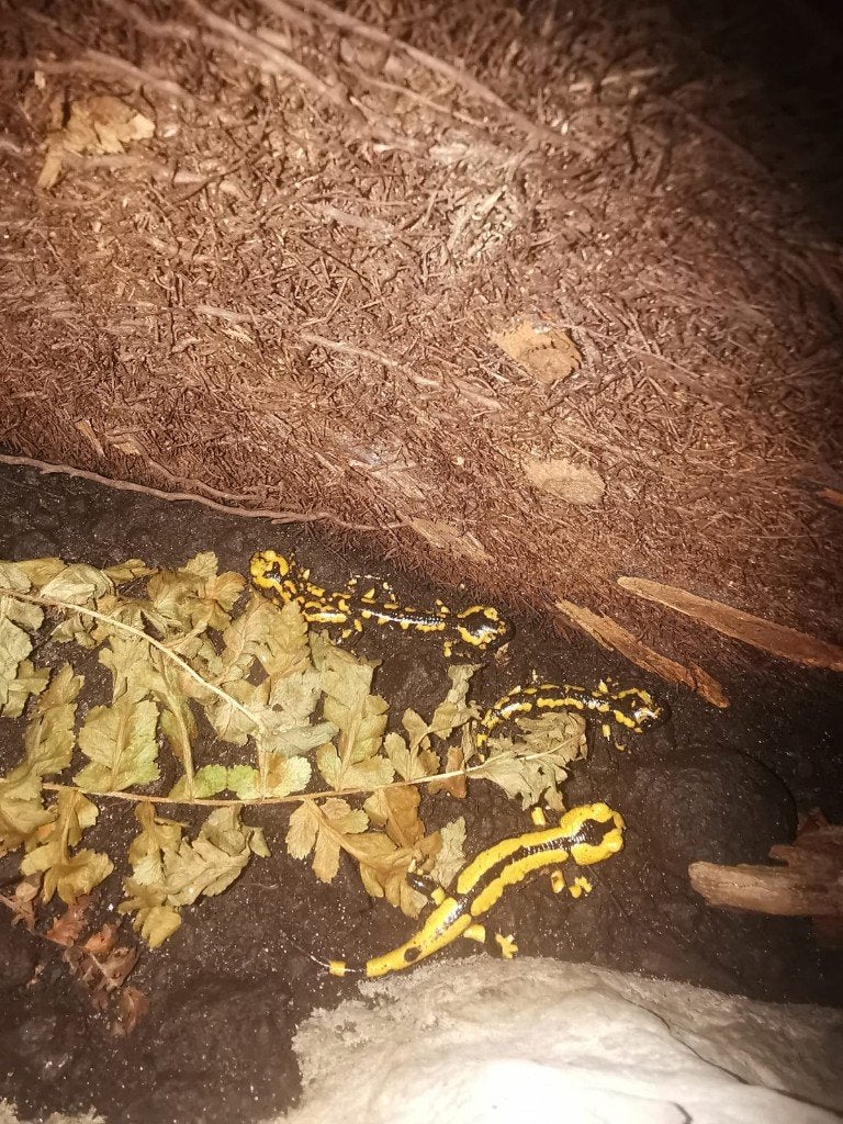 Te koop nakweek 0.0.25 vuursalamanders 2026, Dieren en Toebehoren, Amfibie, 0 tot 2 jaar