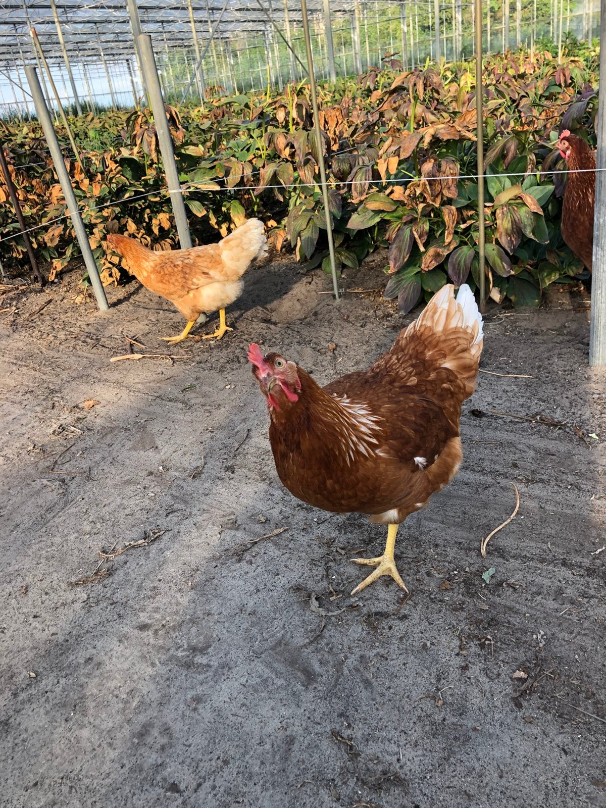 Gevraagd overjarige legkippen, Dieren en Toebehoren, Pluimvee, Vrouwelijk, Kip