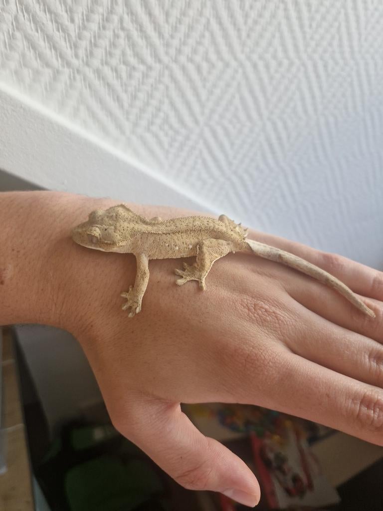 0.0.1 Phantom geel wimpergekko (Correlophus C. NK 2025), Hagedis, Tam, 0 tot 2 jaar