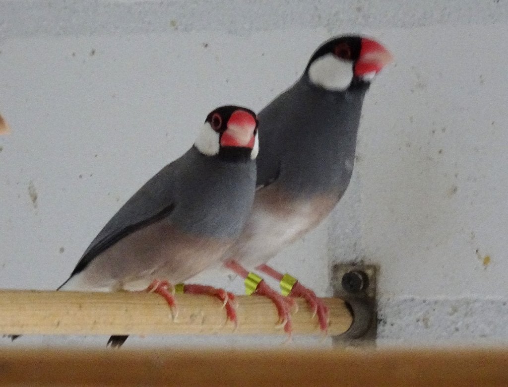 rijstvogel gezocht, Dieren en Toebehoren, Meerdere dieren, Tropenvogel
