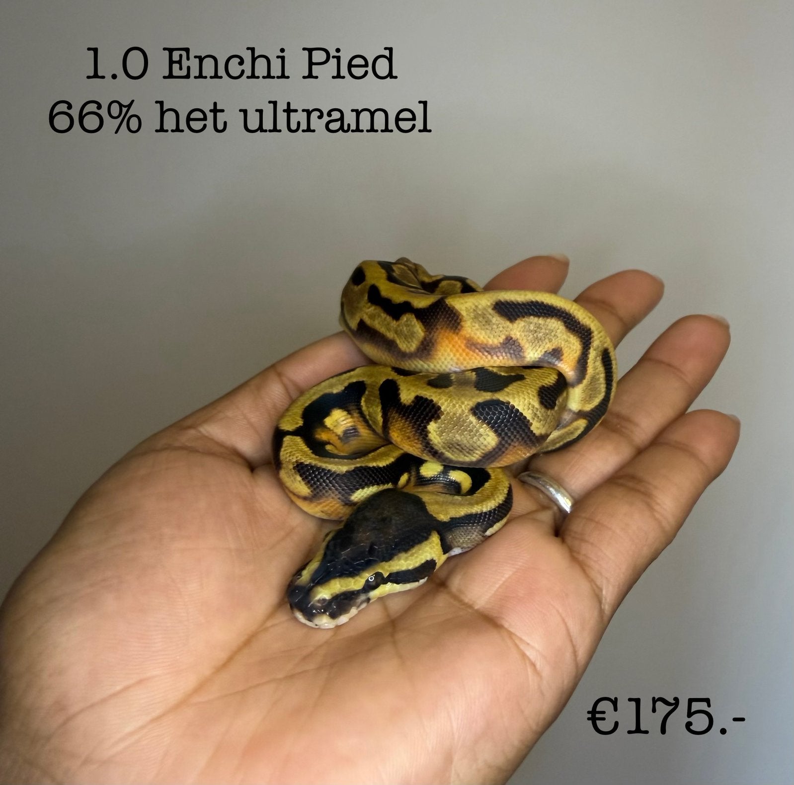 1.0 Enchi Pied 66% het Ultramel NK26 Ball Python - male for sale from Valerie