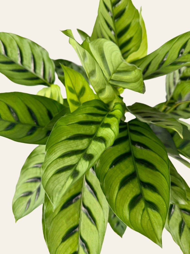 Calathea Leopardina, Ophalen of Verzenden, Halfschaduw, Minder dan 100 cm