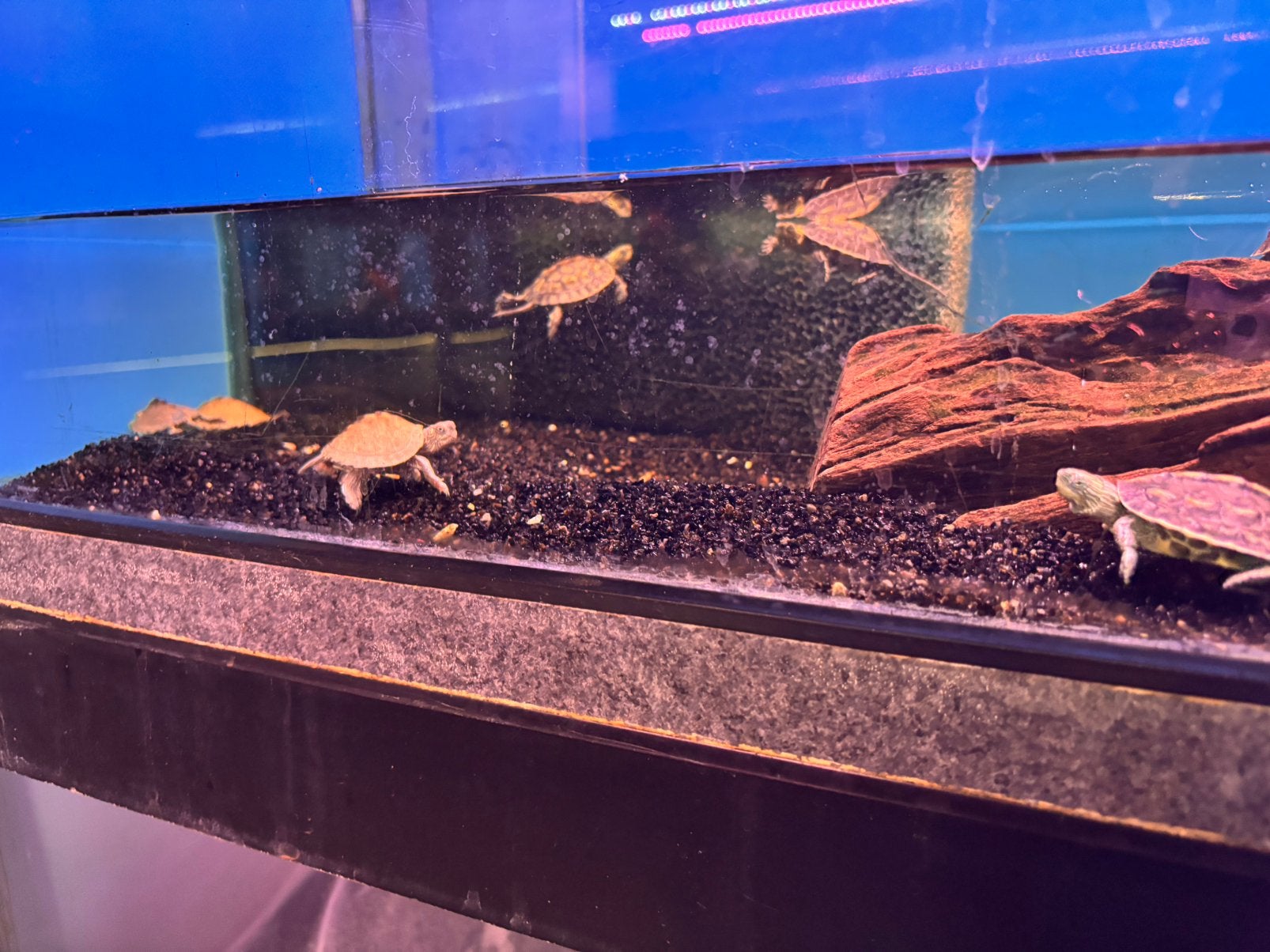 Water schildpad Turtle photo 2