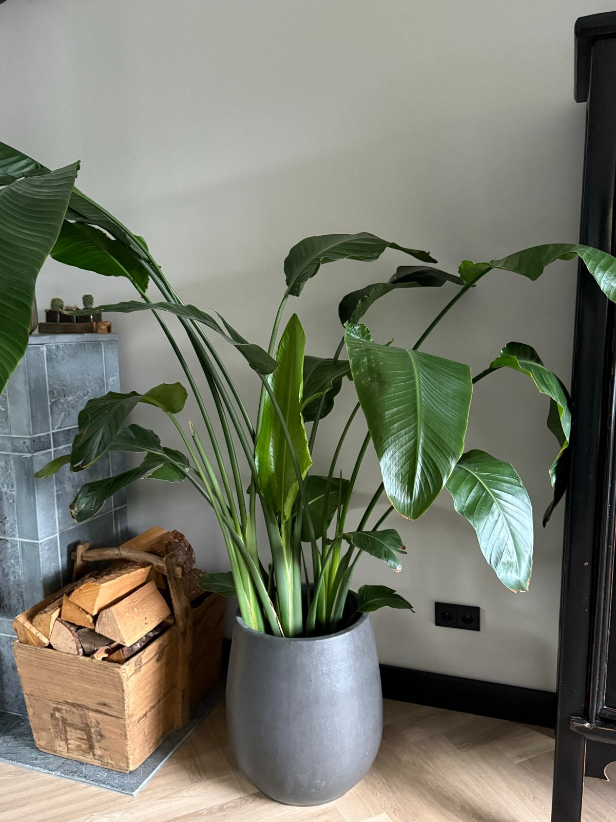Mooie grote Strelitzia met antraciet pot, Ophalen, Overige soorten, Halfschaduw, In pot