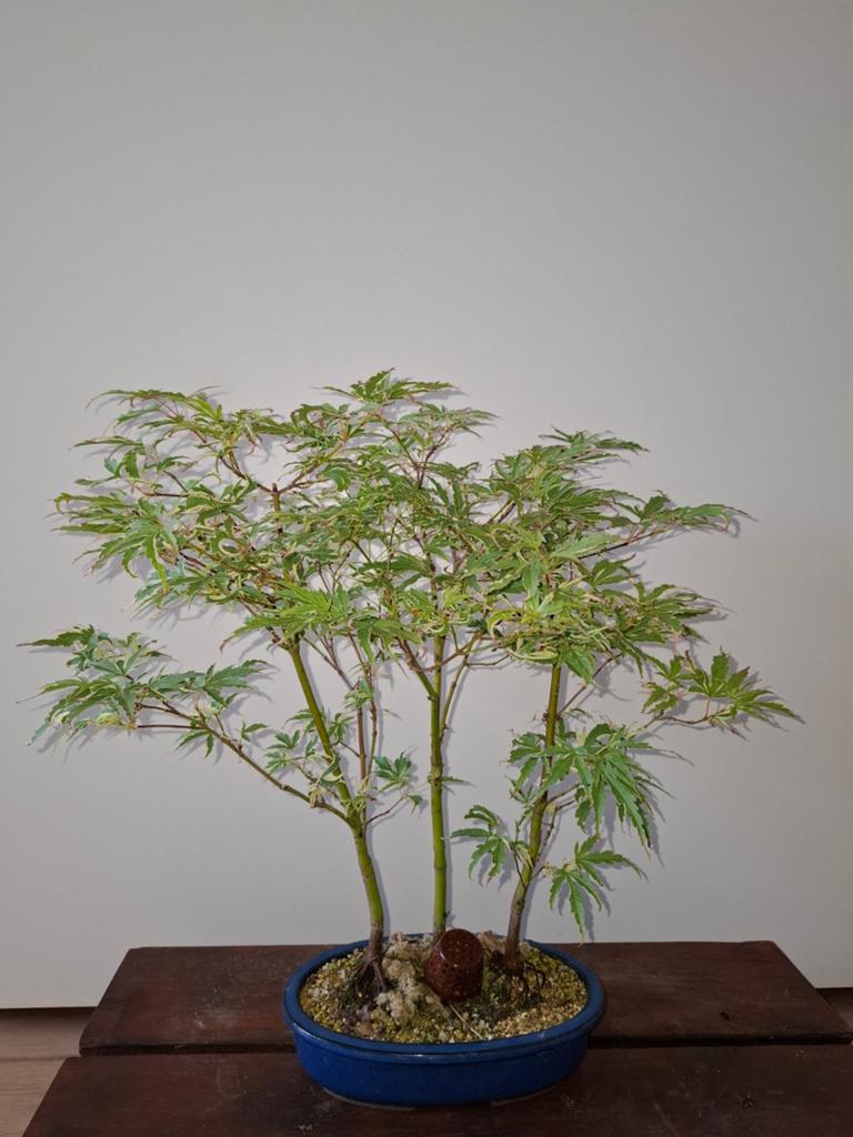 Acer palmatum "Butterfly" bossage bonsai, Ophalen, Bloeit niet, Halfschaduw, Overige soorten