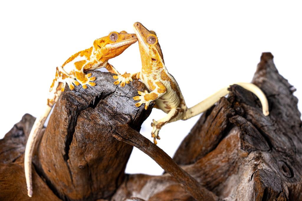 Reptielen & ongewervelden - De Reptielenboer, Hagedis, 0 tot 2 jaar