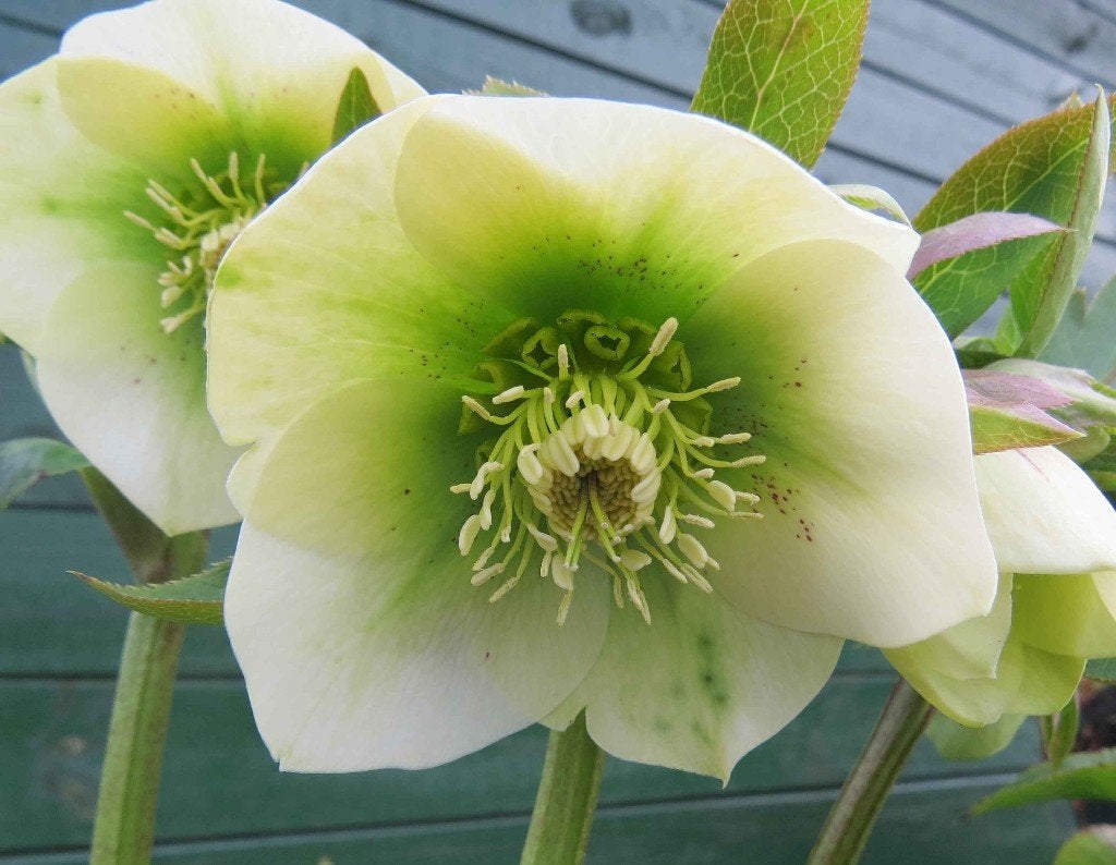 Vaste plant :  Helleborus wit, 3 euro, Volle zon, Vaste plant, Lente, Ophalen