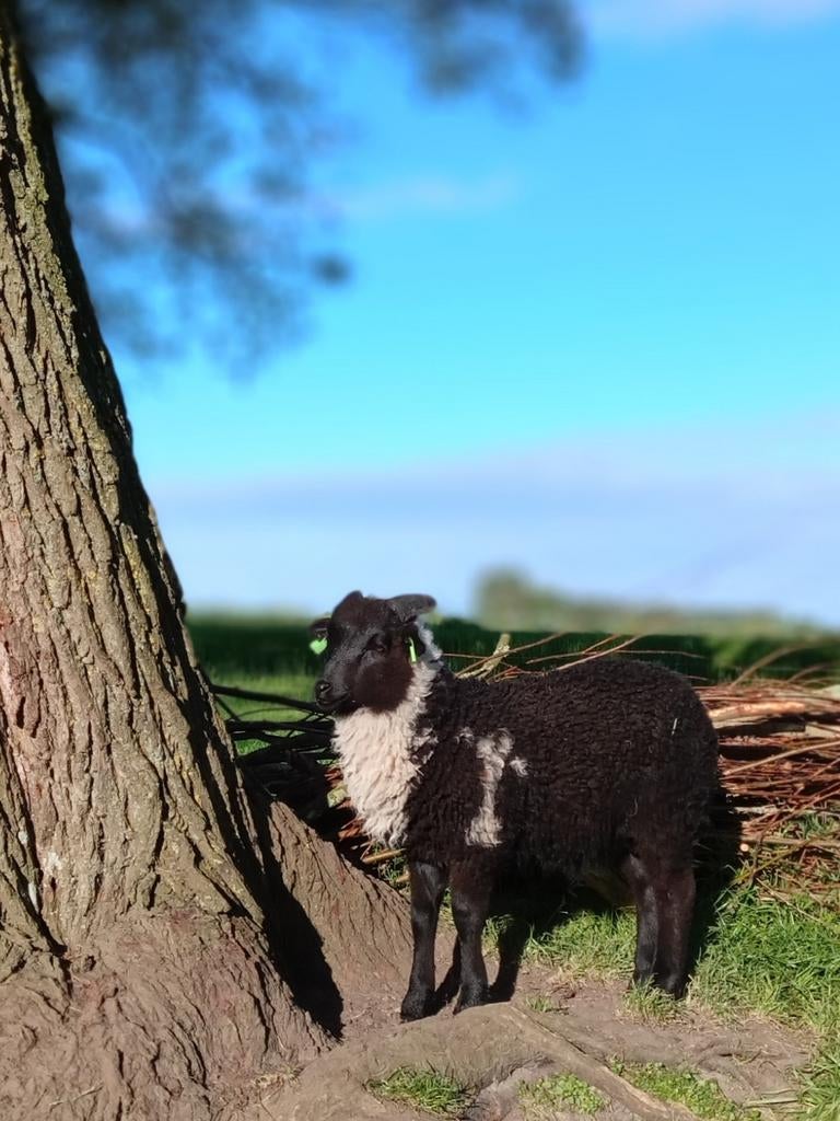 Skudde schaap lam, Dieren en Toebehoren, Schapen, Geiten en Varkens, Mannelijk, Schaap, 0 tot 2 jaar