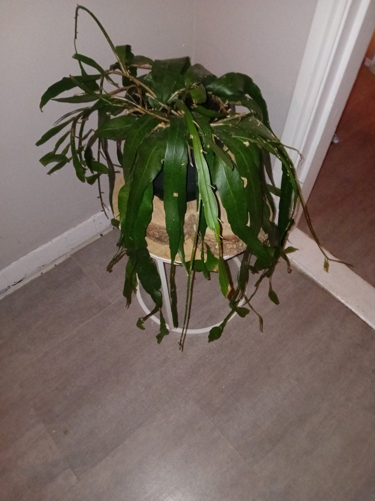 Grote Orchideecactus/epiphyllum( hangen plant), Minder dan 100 cm, Bloeiende kamerplant, Halfschaduw, Ophalen of Verzenden