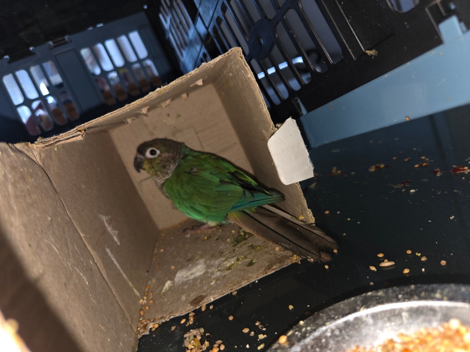 pyrhurra pop niet tam, Dieren en Toebehoren, Vrouwelijk, Dwergpapegaai of Agapornis