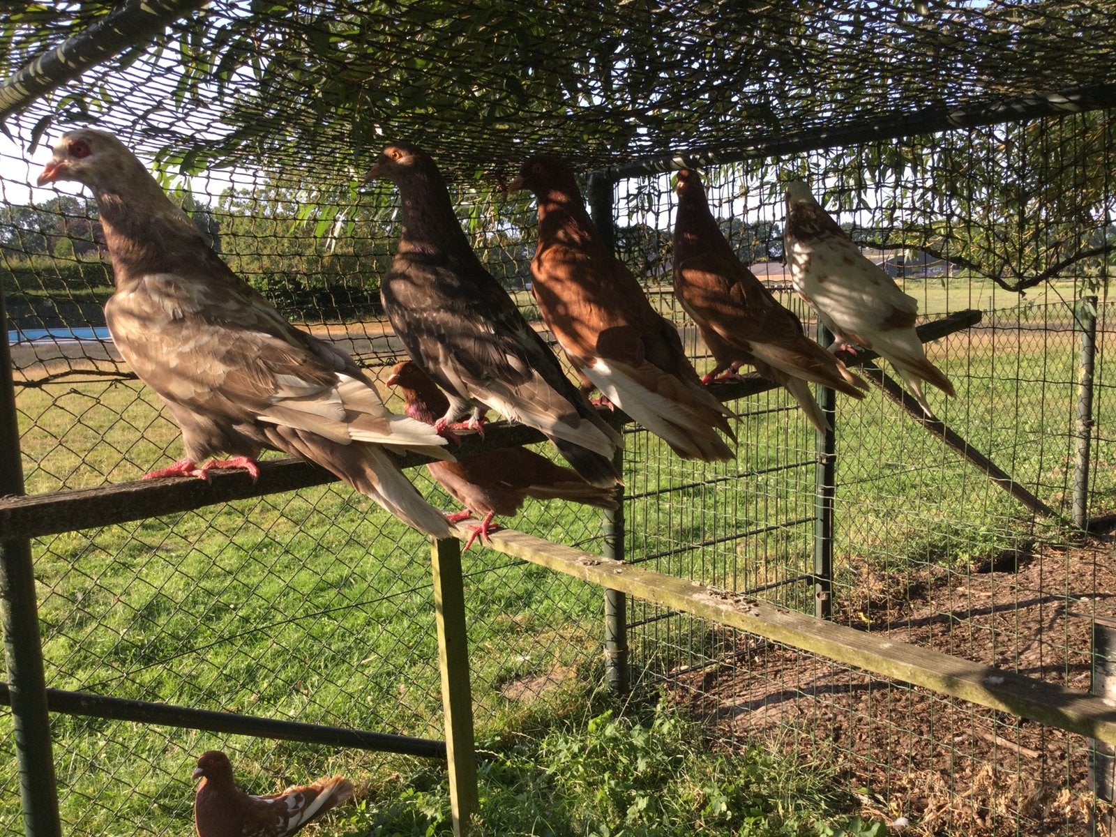 Grote Romeinen van 2026, Meerdere dieren, Kip