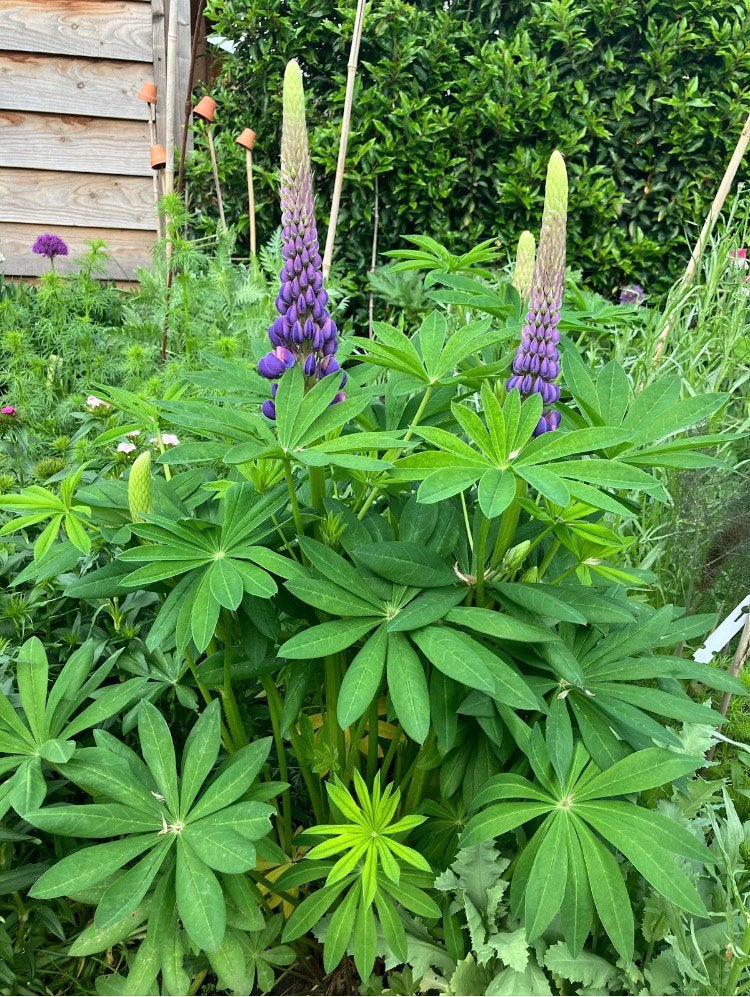 Lupine zaden (paars/blauw), Tuin en Terras, Bloembollen en Zaden, Verzenden, Gehele jaar, Volle zon, Zaad