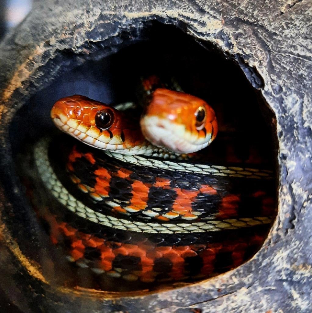 Thamnophis sirtalis infernalis, Dieren en Toebehoren, Amfibie, 0 tot 2 jaar