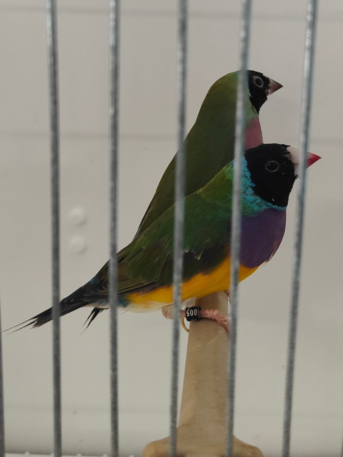 Gouldamadines, Dieren en Toebehoren, Vogels | Overige Vogels, Meerdere dieren, Tropenvogel, Geringd