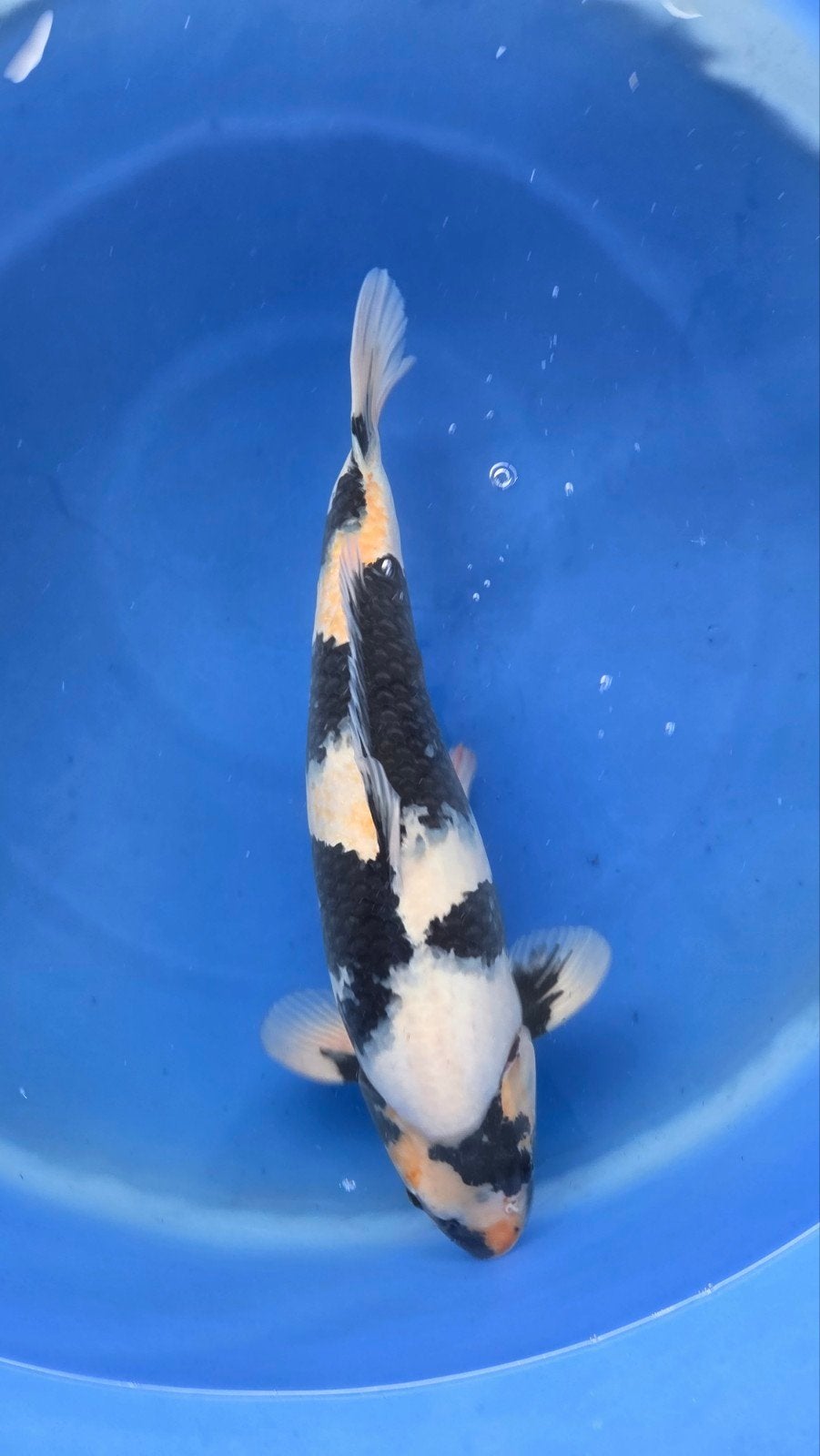 shiro utsuri ogata 57 cm, Karper of Koi