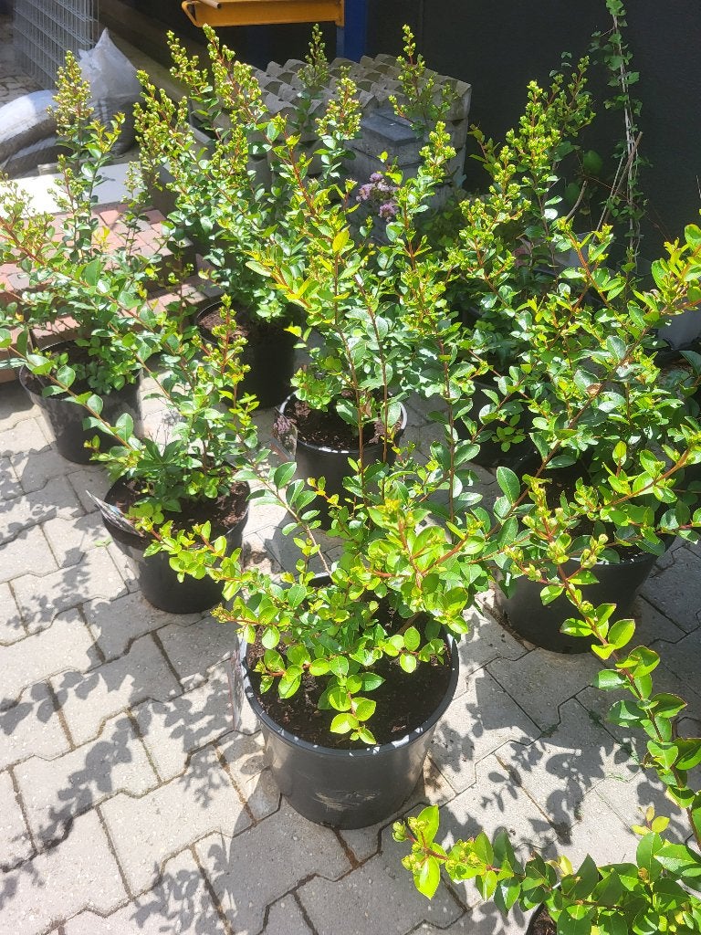 Lagerstroemia i  With Love Babe, Tuin en Terras, Herfst, Overige soorten, Minder dan 100 cm, Ophalen