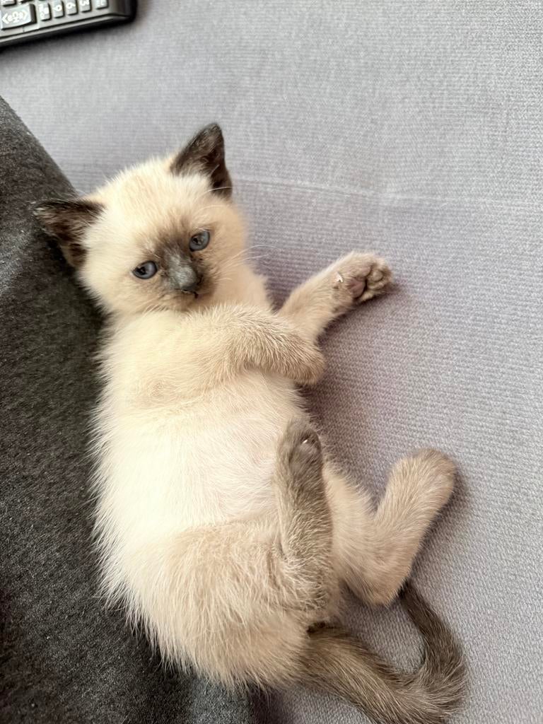 Siamese kittens, Dieren en Toebehoren, Meerdere dieren