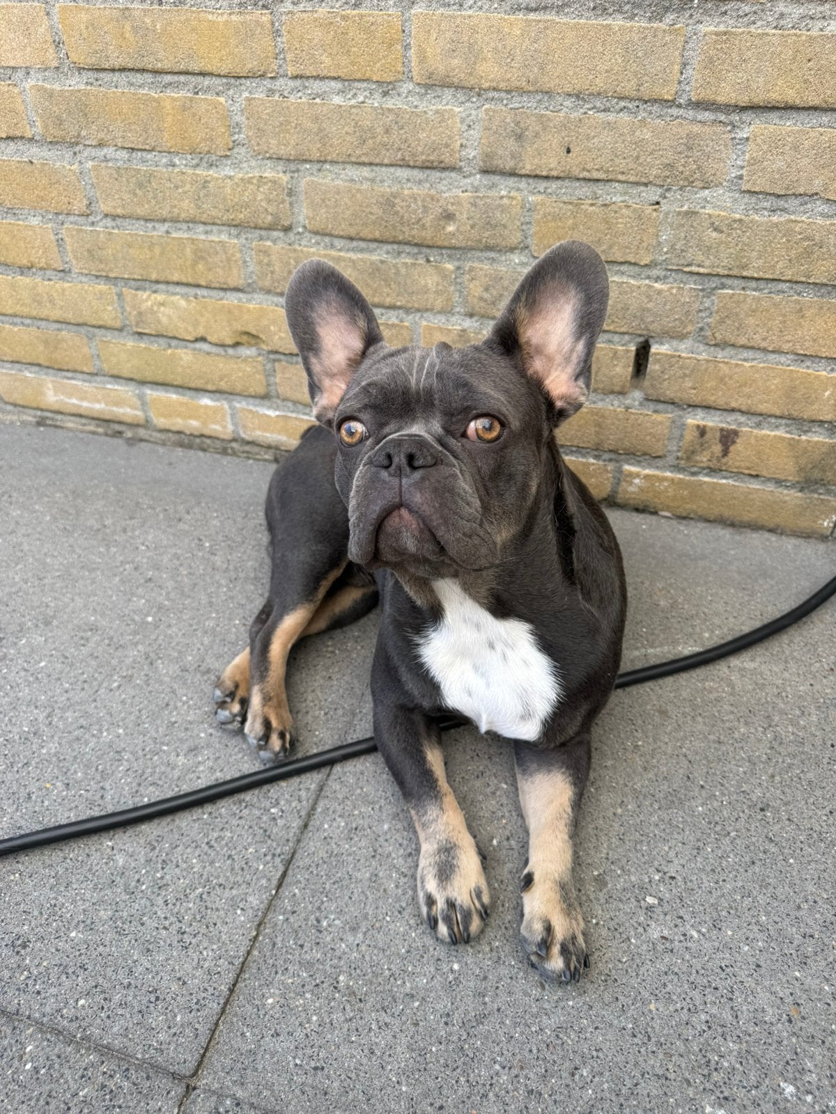 Franse bulldog van 8 maanden, Dieren en Toebehoren, Particulier, 15 weken tot 1 jaar, Reu, Buitenland