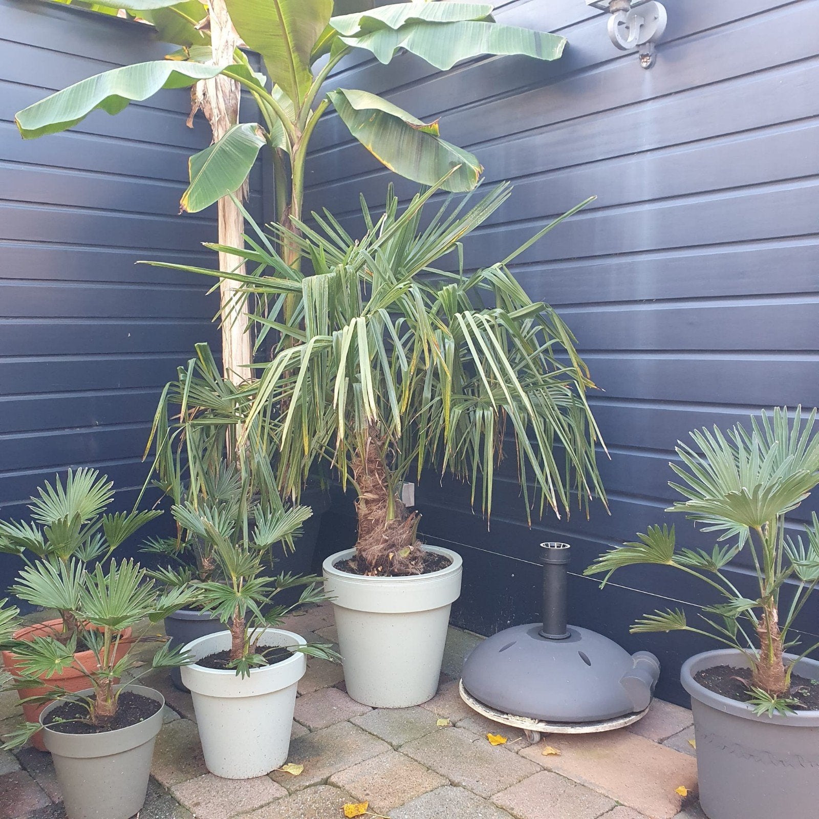 Trachycarpus Fortunei Palmboom - Winterharde Waaierpalm, Tuin en Terras, Volle zon, Vaste plant, Bloeit niet, Ophalen