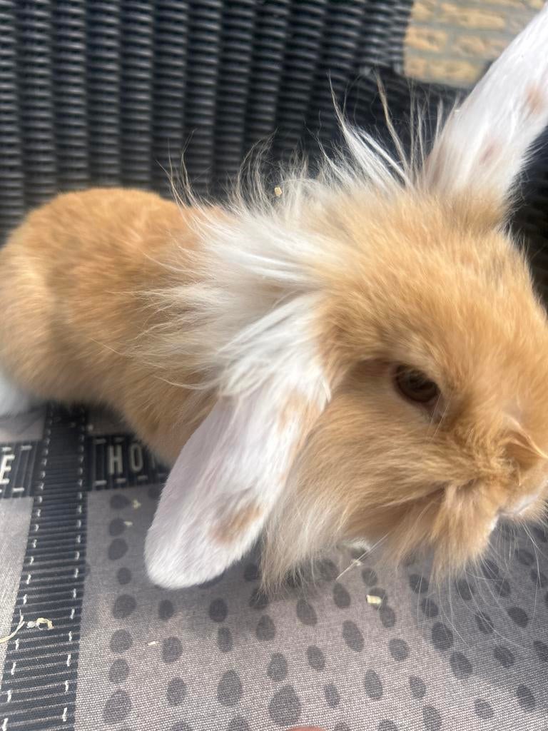Lief hangoor konijntje te koop, Dieren en Toebehoren, Konijnen, Mannelijk, Dwerg, Hangoor
