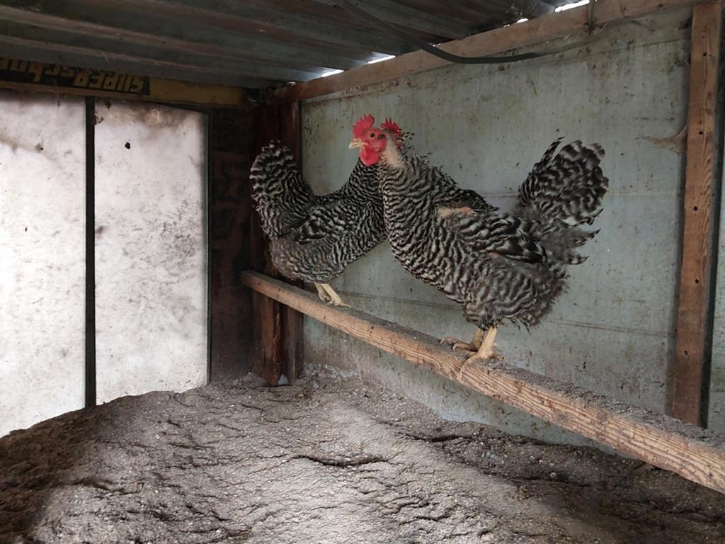 Amrock groot, Dieren en Toebehoren, Meerdere dieren, Kip
