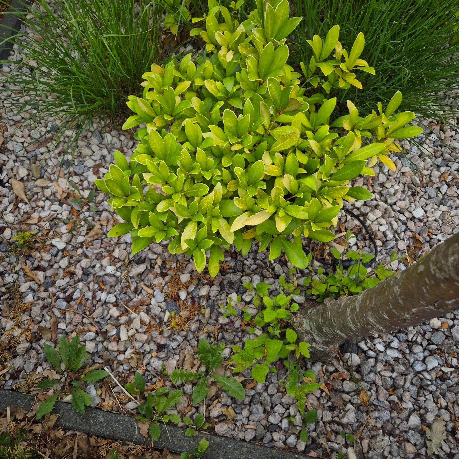 Gratis planten, 100 tot 250 cm, Zomer, Ophalen, Volle zon