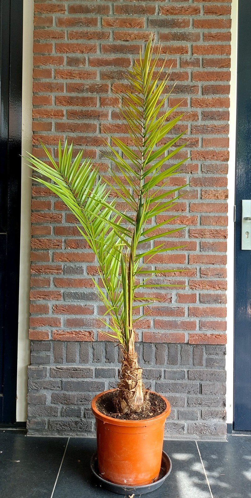 Palm phoenix Canariensis, Ophalen, Bloeit niet, Overige soorten