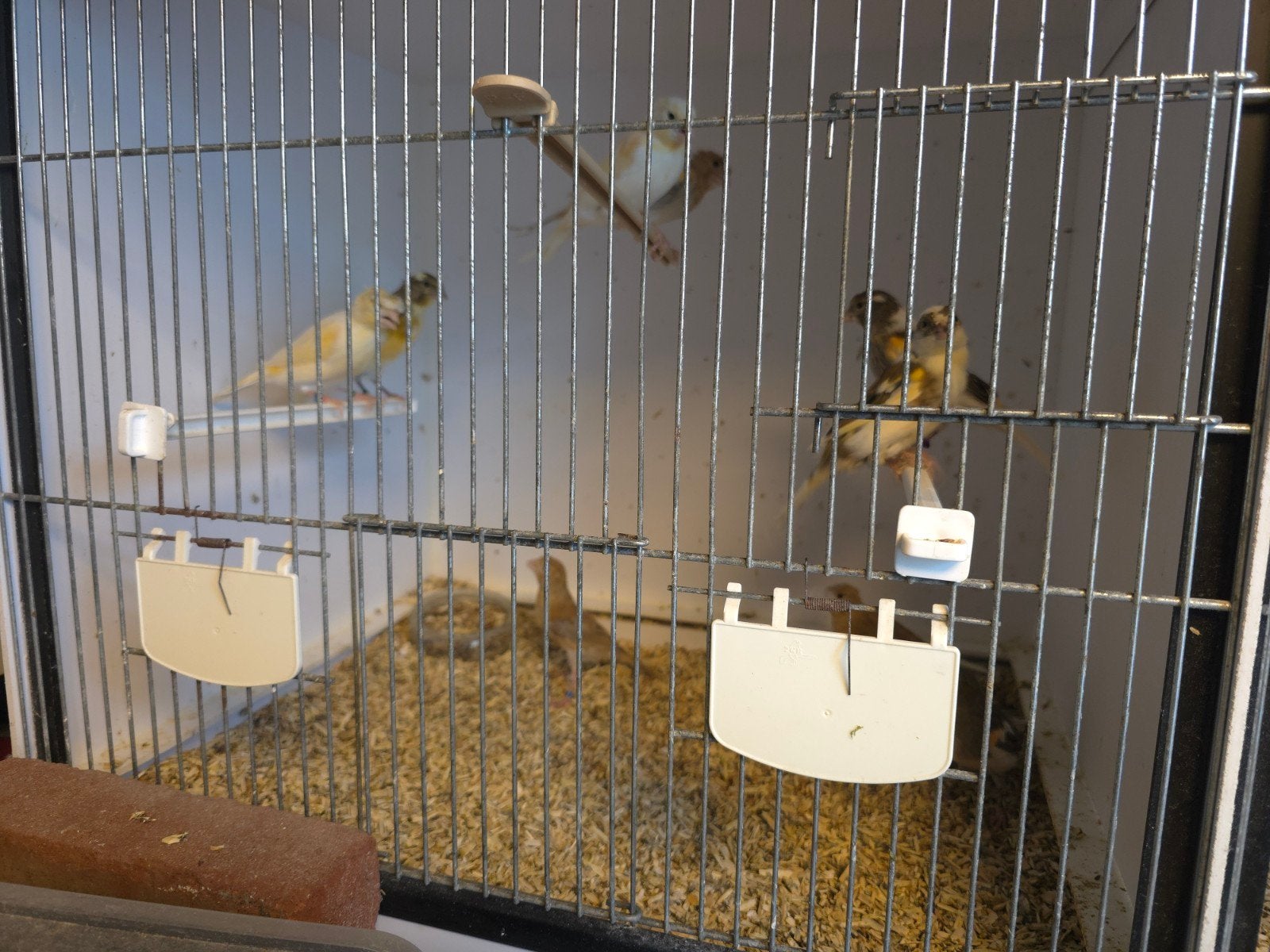 9 jonge harlekijn kanaries  € 150.-, Meerdere dieren, Postuurkanarie