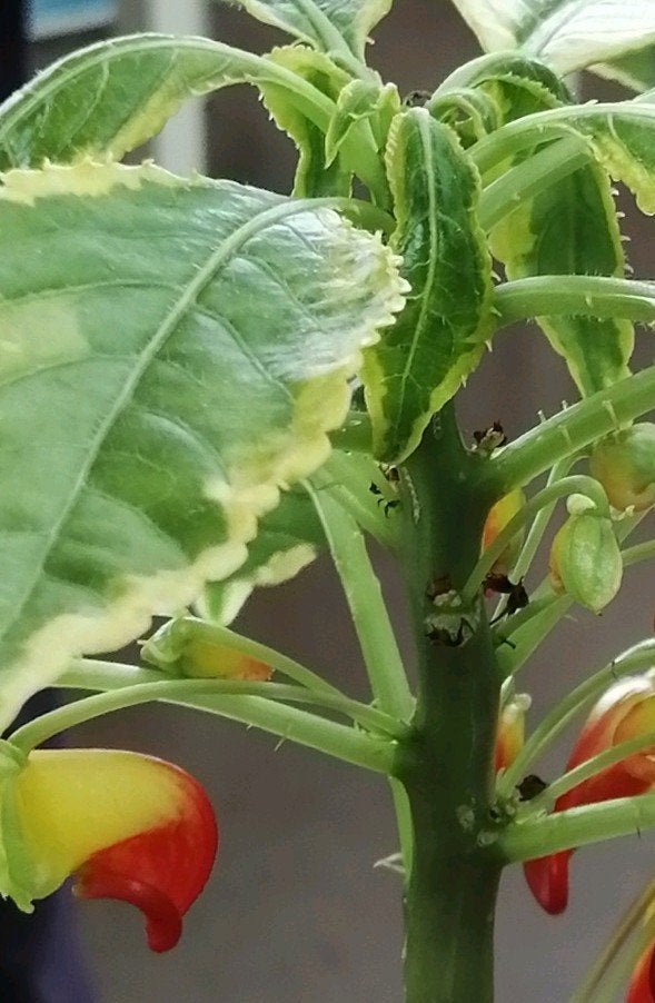 Congobalsemien 'Variegata' (Impatiens niamniamensis), Ophalen, Zomer, Overige soorten, Halfschaduw