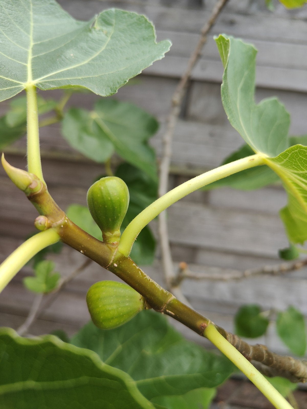 Vijgenboom 155cm (Ficus carica) Brown Turkey, Tuin en Terras, Ophalen, 100 tot 250 cm, Vijgenboom
