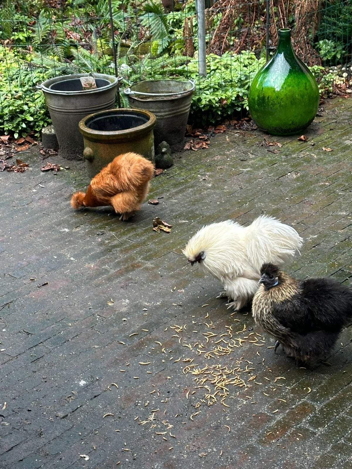 Te koop broedeieren van zijdehoen krielen, Dieren en Toebehoren, Pluimvee, Geslacht onbekend, Kip