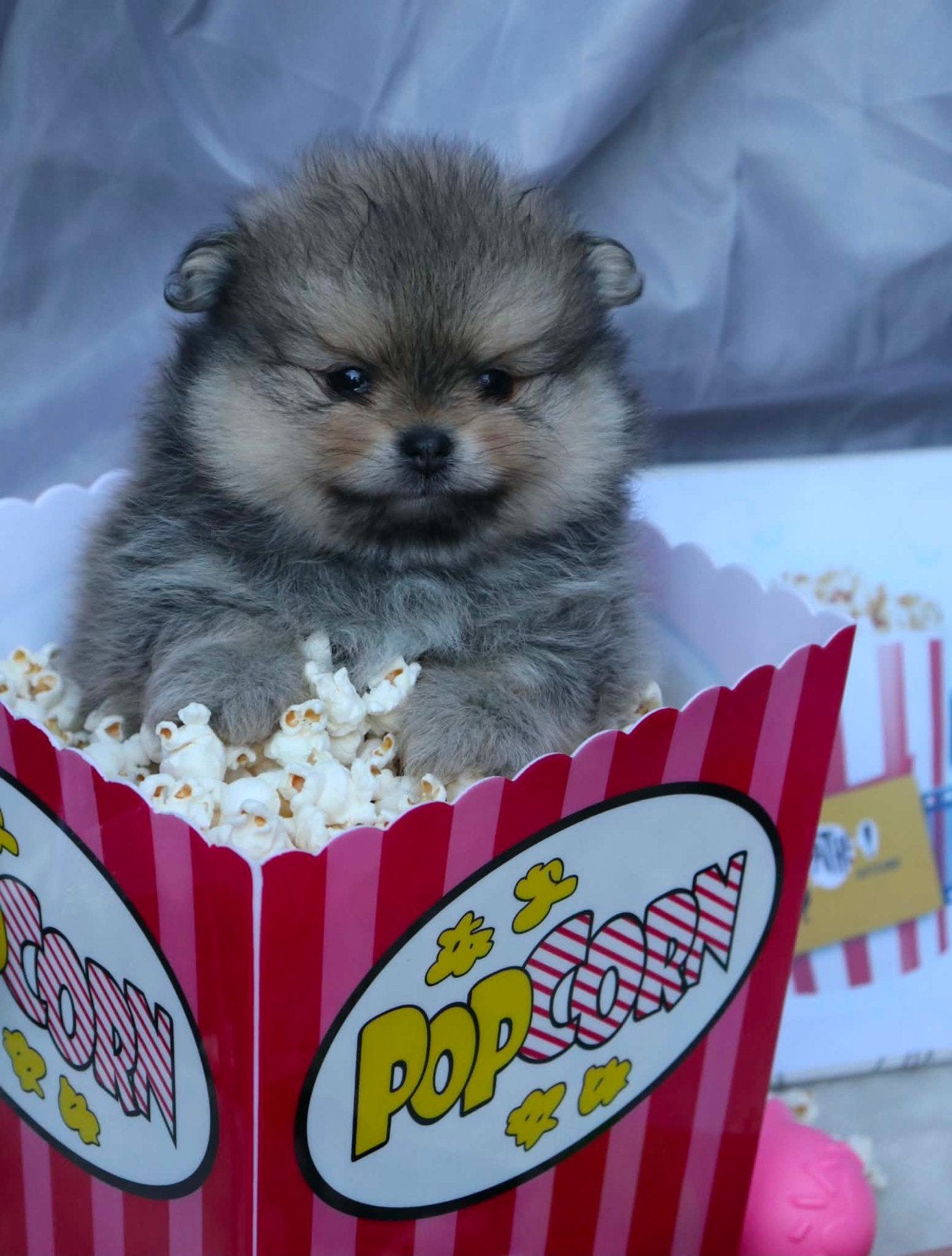 Mooie pomeranian/dwergkees pups fci stamboom geteste ouders, Parvo, Keeshond, 8 tot 15 weken, Meerdere