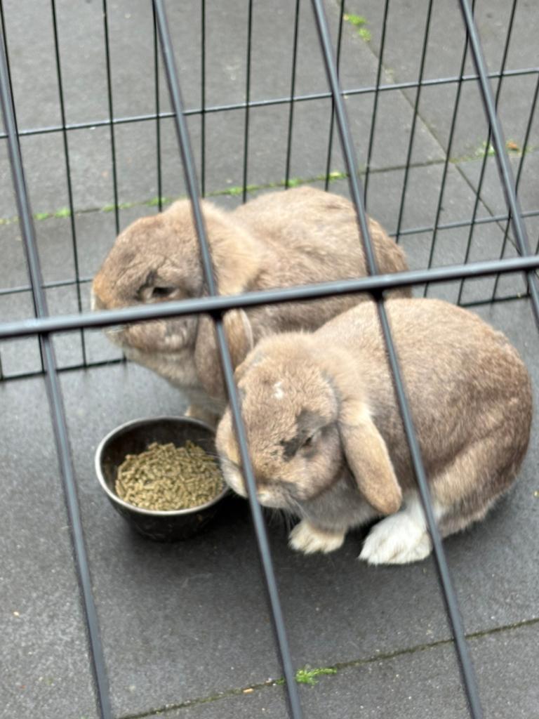 2 Konijnen inclusief verblijven, Dieren en Toebehoren, Konijnen, Middelgroot, Vrouwelijk, 0 tot 2 jaar, Hangoor