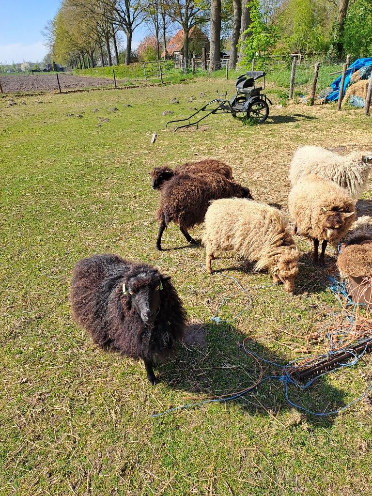 Gezocht, Weiland begrazing schaapjes ( tijdelijk), Vrouwelijk, Schaap