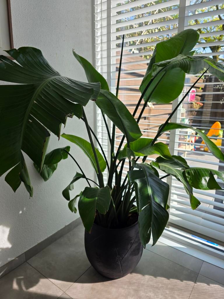 Kamerplant met zwarte pot, Ophalen