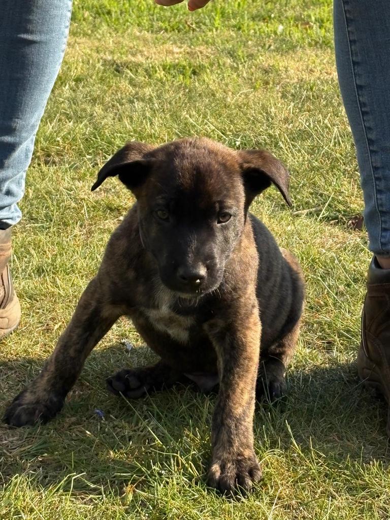 Mechelaar pups uit top lijn, 8 tot 15 weken, Parvo, Meerdere, Meerdere dieren
