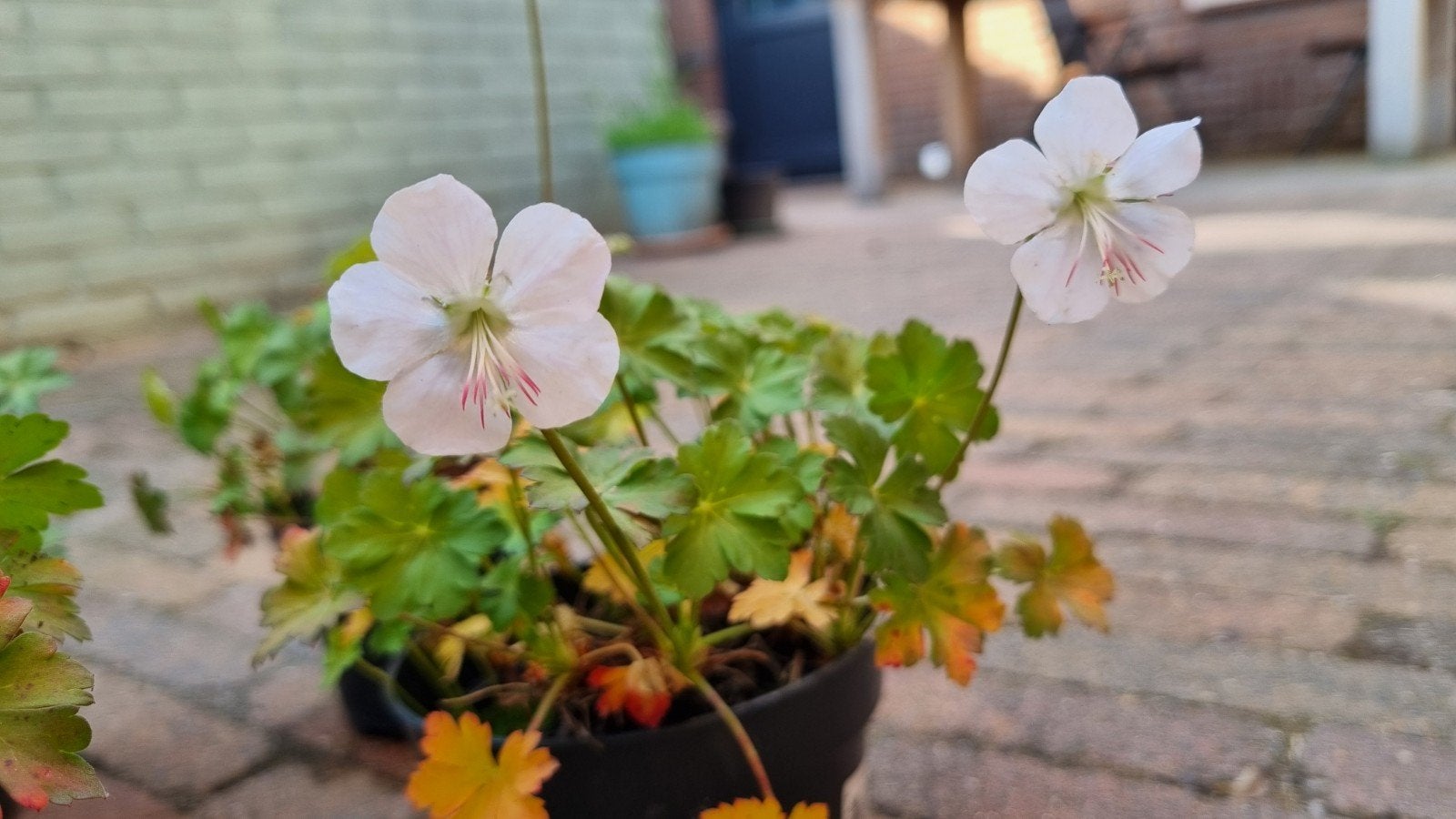 4 x Geranium Biokovo -  Vaste planten voor tuin en terras, Ophalen, Bodembedekkers, Volle zon, Vaste plant