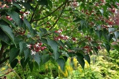 Pindakaasboom / Kansenboom, Ophalen, Overige soorten, Struik, Minder dan 100 cm