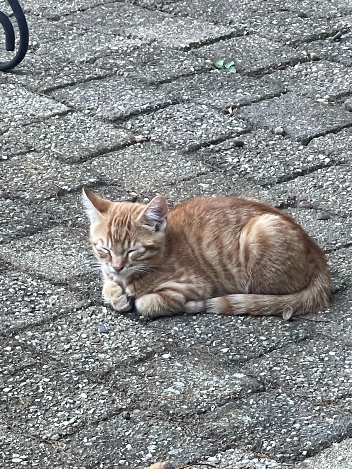 Kittens, Dieren en Toebehoren