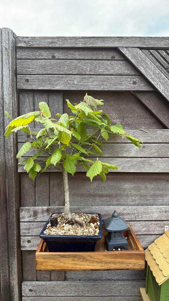 Hazelaar Bonsai, Ophalen, Bloeit niet, Halfschaduw, Overige soorten