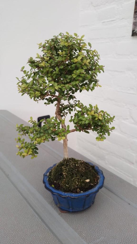 Bonsai Lonicera nitida tuigai, Tuin en Terras, Planten | Bomen, Bloeit niet, Halfschaduw, Overige soorten, Minder dan 100 cm