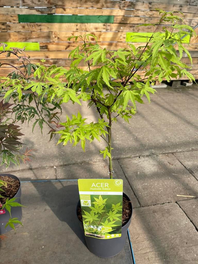 Acer - Esdoorn “Summer Gold”, Tuin en Terras, Planten | Tuinplanten, Vaste plant, Bloeit niet, Halfschaduw, Ophalen