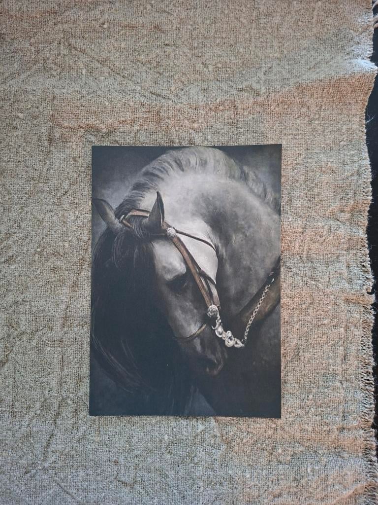 Mooi paard op zwaar karton, Ophalen of Verzenden