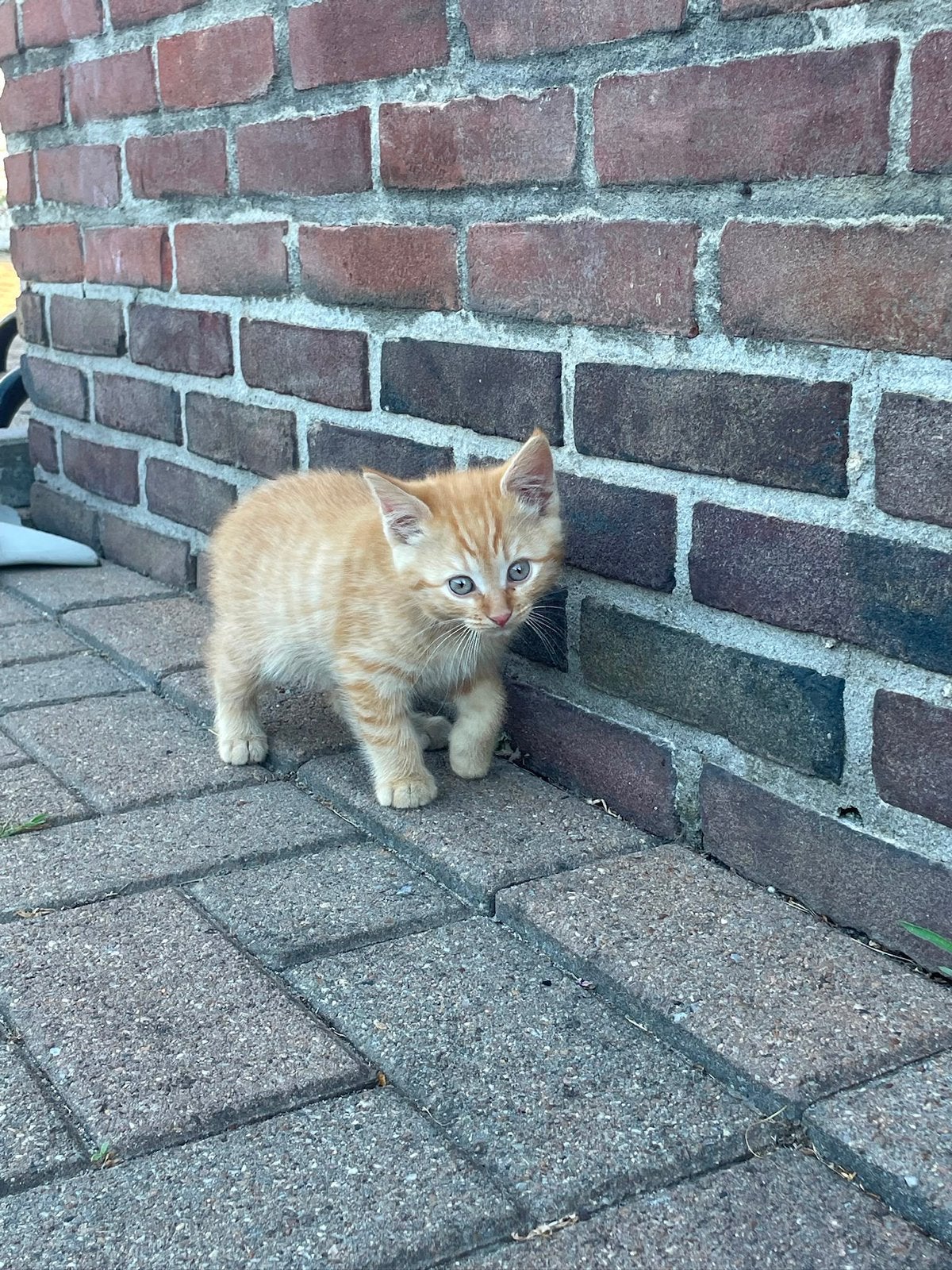 Kittens 2 months old
