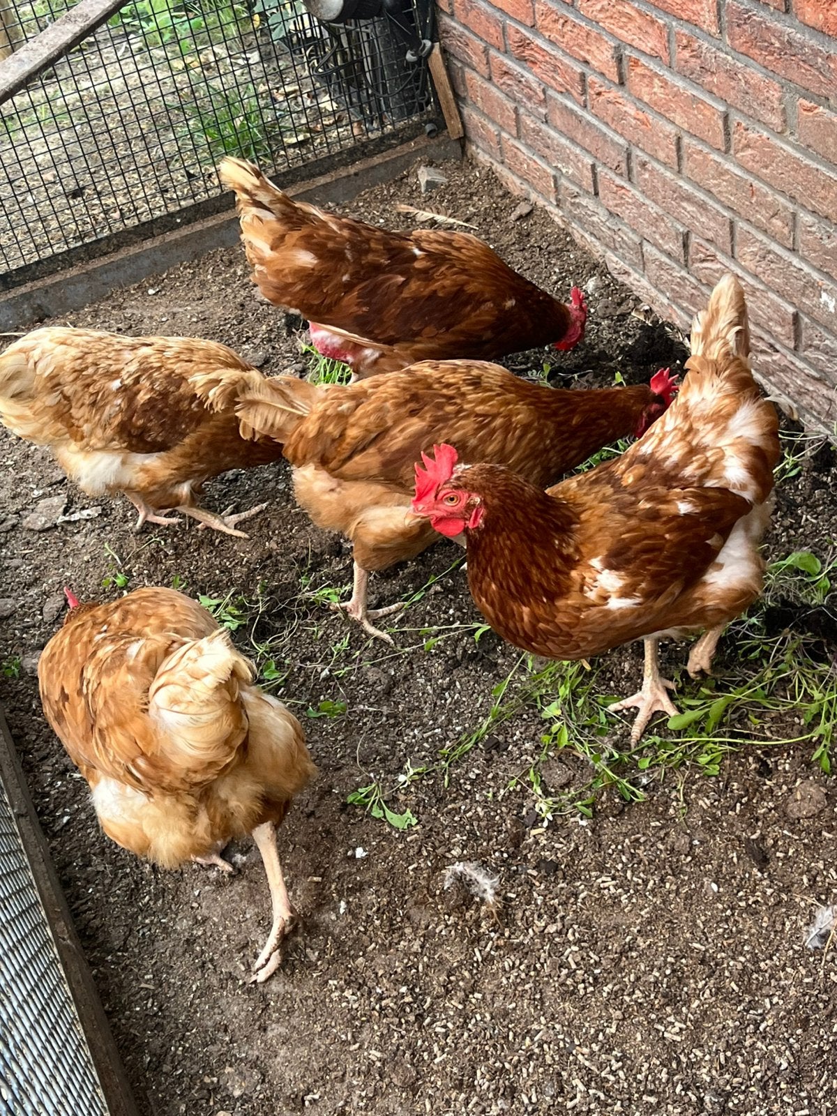 5 (oude) legkippen, Dieren en Toebehoren, Pluimvee, Vrouwelijk, Kip