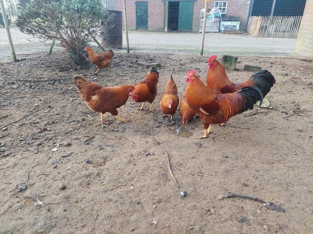 Broedeieren van de New-Hampshire kriel, Dieren en Toebehoren, Pluimvee, Geslacht onbekend, Kip