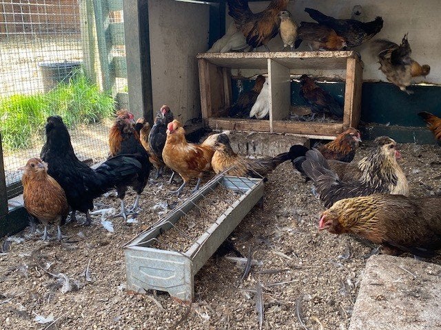 Watermaalse baardkrielen te koop en kruising met antwerpse, Dieren en Toebehoren, Pluimvee, Vrouwelijk, Kip
