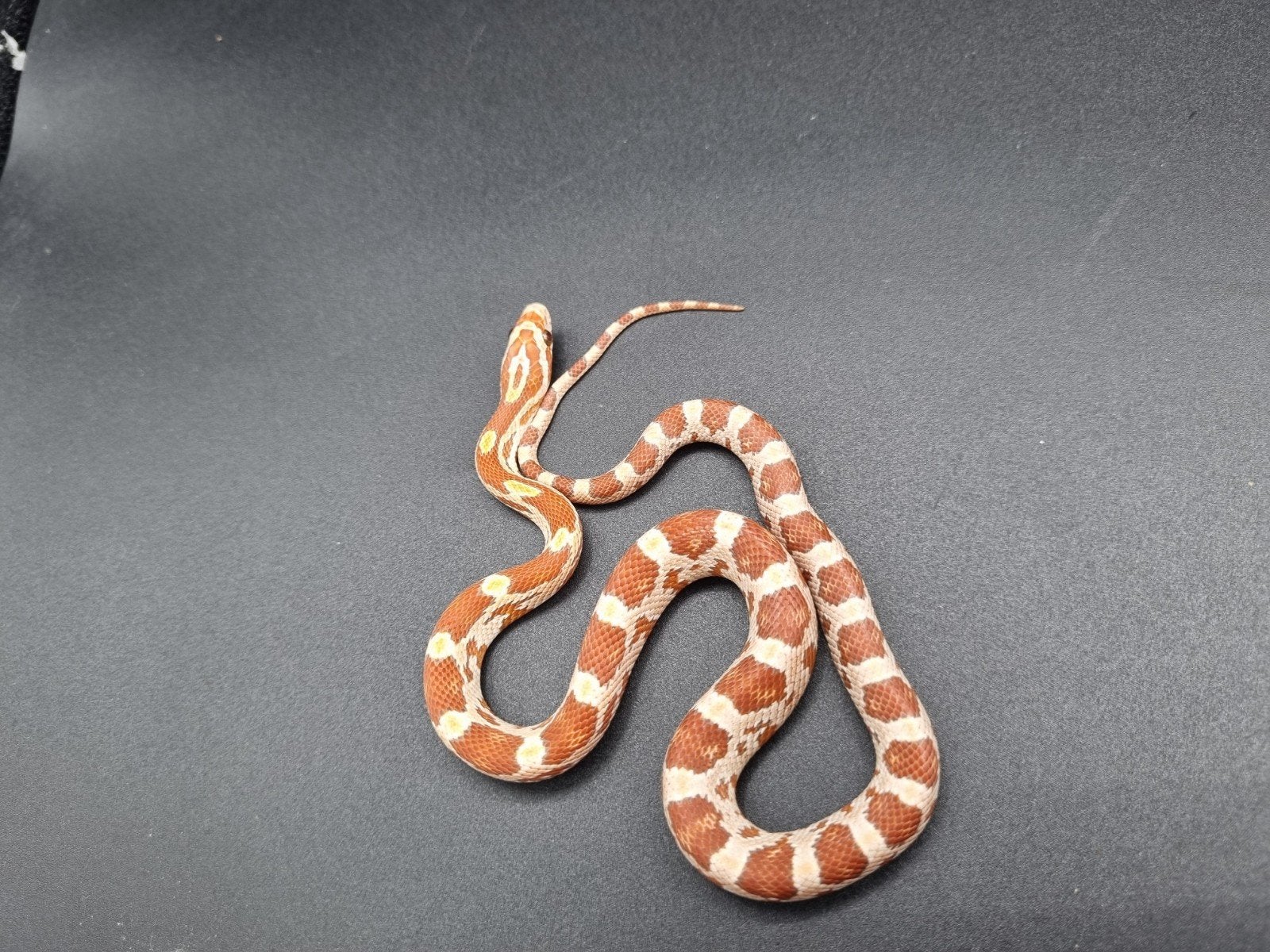 jonge rode rattenslangen - butter, golddust, ultramel, amel Corn Snake photo 3