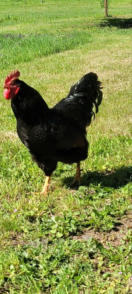 Barnevelder haan!, Dieren en Toebehoren, Mannelijk, Kip