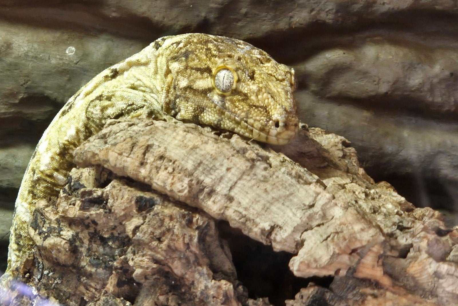 Rhacodactylus leachianus gecko, Dieren en Toebehoren, Hagedis, 0 tot 2 jaar